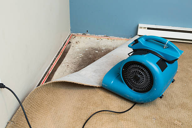 Best Water damage restoration specialists  in Elma, WA
